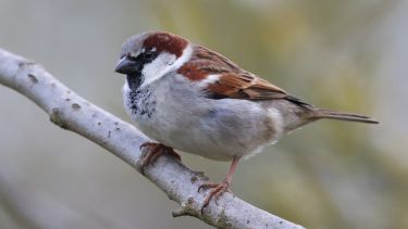 House sparrow on a branch.