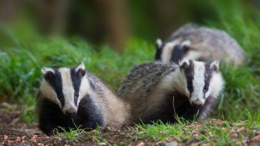 A group of three badgers.