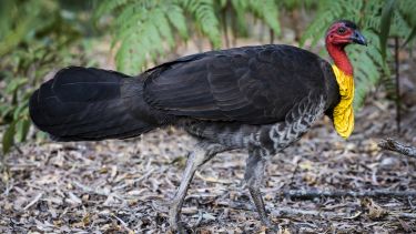 Australian Brush-turkey
