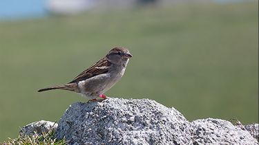 House sparrow.