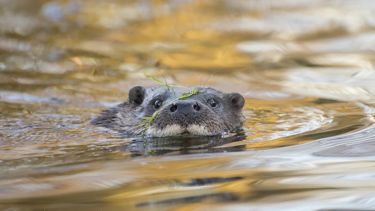 Otter swimming.