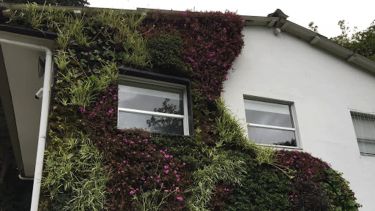 A green wall on a house