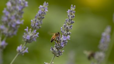 A honey bee on some lavender flowers