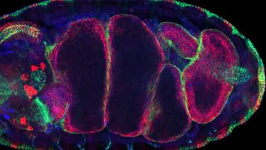 Development, stem cells and regenerative medicine