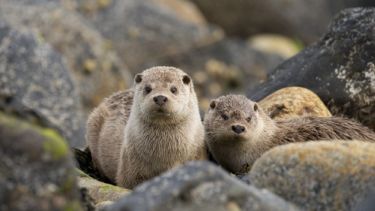 Otter mother and cub. Photo credit: Josh Jaggard