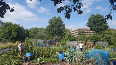 People working on a city allotment in Sheffield on a sunny day. There is a car park in the background.