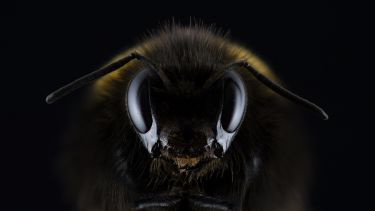 A close up of the face of a bee against a black background