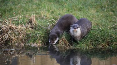Photo of Otters