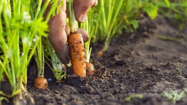 Carrot in field being pulled out of the ground - stock photo