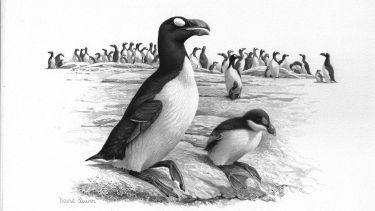 An illustration of a Great Auk and its chick
