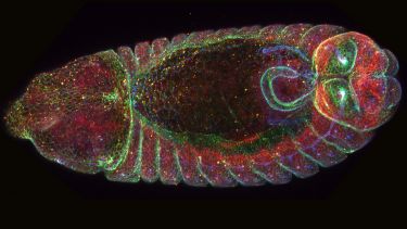 Drosophila embryo