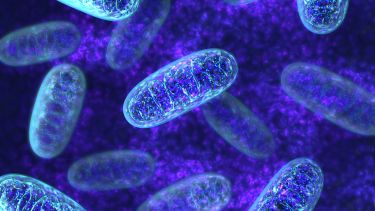 Mitochondria - microbiology 3d illustration