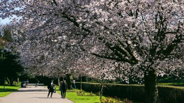 People walking in a park beside a tree in bloom