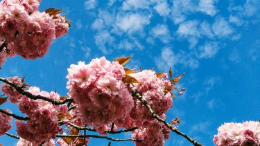 Cherry blossom and sky