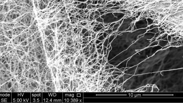 SEM image of freeze dried Bacterial Cellulose, showing the fibrous nature of the material.