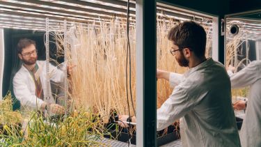 Researchers in plants lab