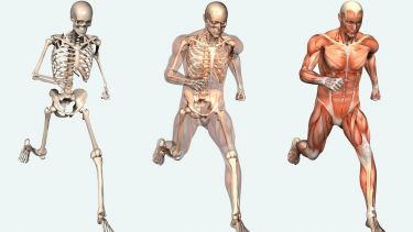 Tyler’s Musculoskeletal System showing three bodies in a running position