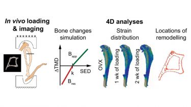 Bone remodelling in the mouse tibia