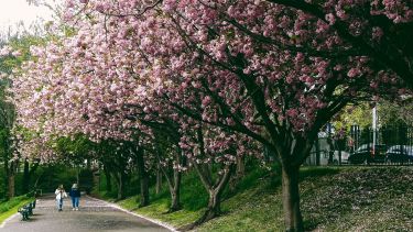 Images of cherry blossom trees