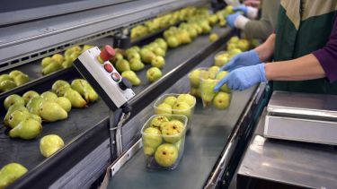 green pears on a packing line sit in plastic punnets