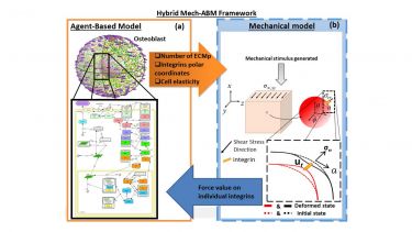 Hybrid Mechanical and Agent Based Model Framework