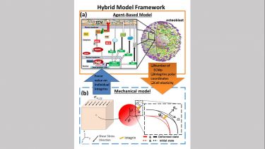 A hybrid multi-scale model of mechanotransduction combining an agent based model (ABM) and a mechanical model