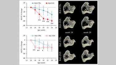 Explaining cortical bone thickening in C57BL/6 mice