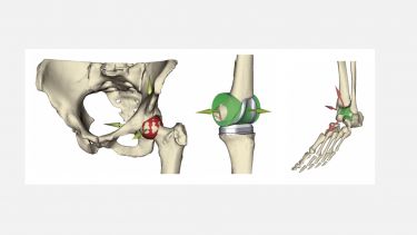 The definition of the body joints: ball socket (hip) and hinge (knee and ankle)