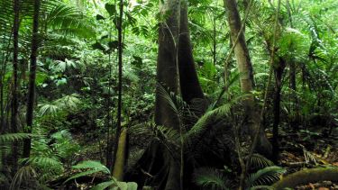 rainforest bed with several trees and ferns growing