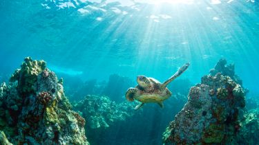 Hawaiian green sea turtle and coral reef with rays of light sunburst in Hawaii