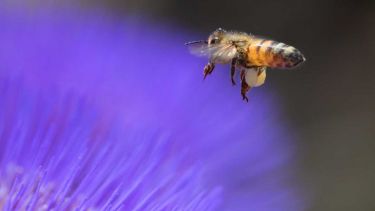 Photo of a honey bee about to land on a flower
