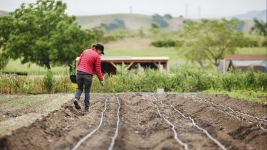 Rear view of female farmer sowing seeds on farm - stock photo