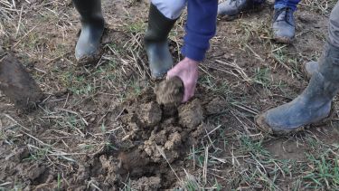 A group of farmers picking up clumps of soil from the ground