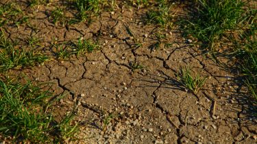 Photo of cracked soil with some grass growing through it. The soil is dehydrated.