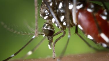 Mosquito close up on skin