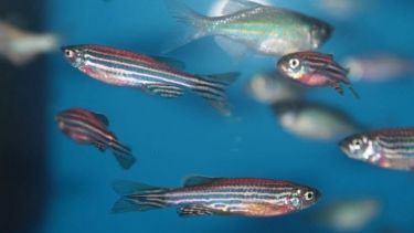 Image of Zebrafish