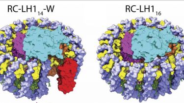 RC-LH1 structure from R. palustris