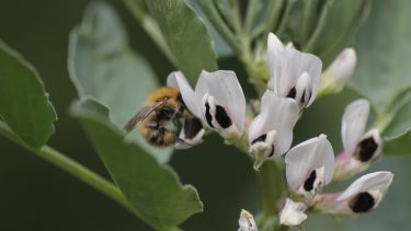 A common carder bee on a field bean flower