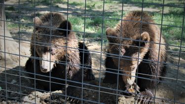 Two bears rescued from trafficking 