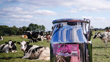 A milk churn on a table with cows laying on the grass in the background