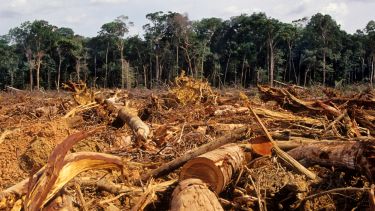 A photo of deforestation in the Amazon