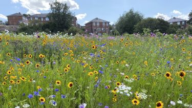 Designed meadow planting on a housing estate in Sheffield