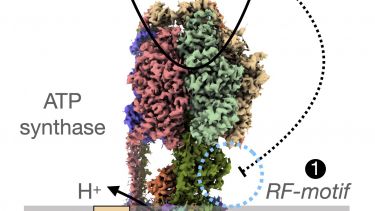 ATP synthase regulation