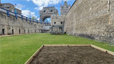 A raised bed in the Tower of London moat