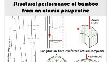 Diagram showing the structural fibres in bamboo 