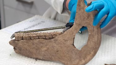 A jawbone from a medieval-era horse (University of Exeter/PA)