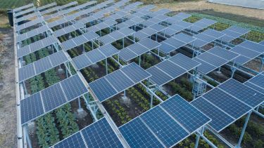 Solar panels on stilts above crops.