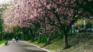 Spring blossom on the trees in Crookes Valley Park