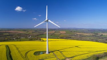 A wind turbine in an oilseed rape field