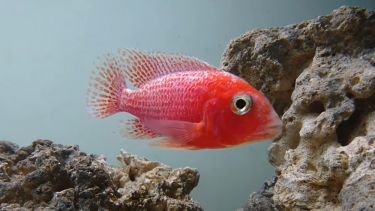 A photo of a strawberry peacock cichlid